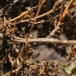 Senecio potosianus Bark