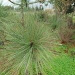 Pinus coulteri Hoja
