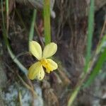 Spathoglottis ixioides Кветка