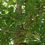 Celtis occidentalis Облик