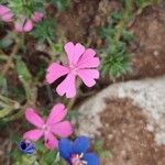 Silene stockenii Fiore