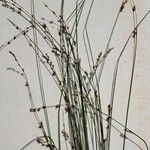 Carex divulsa Цветок