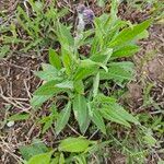 Serratula tinctoria Fuelha