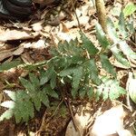 Asplenium macrophlebium Leaf