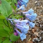 Mertensia virginica 花