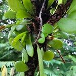Pyrrosia eleagnifolia 叶