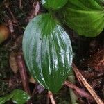 Liparis caulescens 葉