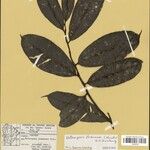 Heteropsis flexuosa Hoja