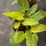 Philodendron melinonii Liść