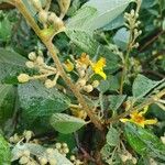 Grewia bicolor Цветок
