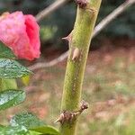 Rosa chinensis Bark