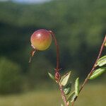 Vaccinium microcarpum Fruit