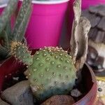 Opuntia basilaris 葉