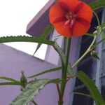 Pentapetes phoenicea Flower