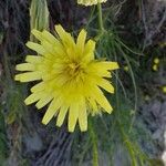 Scorzonera hispanica Flower