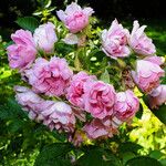 Rosa gallica Blomst