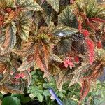 Begonia aconitifolia Blad