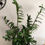 Zamioculcas zamiifolia Blatt
