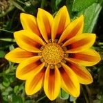 Gazania rigensFlors