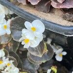 Begonia x semperflorens Fleur