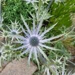 Eryngium hookeri Blomma