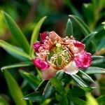 Leptospermum scoparium Flor