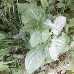 Lantana viburnoides Blad