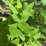 Salvia nemorosa Hoja