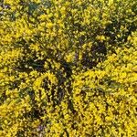 Cytisus galianoi Fula