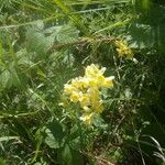 Linaria vulgaris Lorea