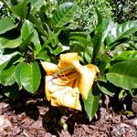 Solandra grandiflora Habit