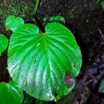 Epithema carnosum Hoja