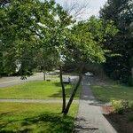 Cercis canadensis Habit