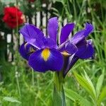 Iris latifolia Квітка