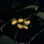 Abuta grandifolia Fruct