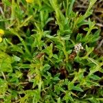 Genista pilosa Leaf