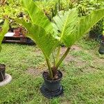 Alocasia augustianaFolio