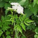 Chaerophyllum hirsutum Листок