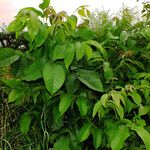 Juglans regia Fuelha