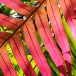 Blechnum occidentale Leaf