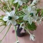 Melomphis arabica Цветок