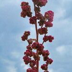 Chenopodium chenopodioides Flower