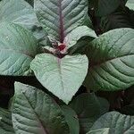 Fuchsia triphylla Leaf