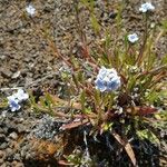 Cynoglossum borbonicum Lorea