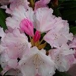 Rhododendron yakushimanum Flower