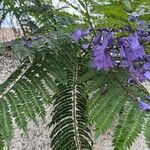 Jacaranda mimosifoliaFrunză