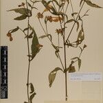 Strobilanthes pentastemonoides Іншае