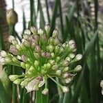 Allium senescens Flor