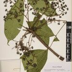 Toxicodendron succedaneum Other