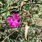 Dianthus gratianopolitanus عادت داشتن